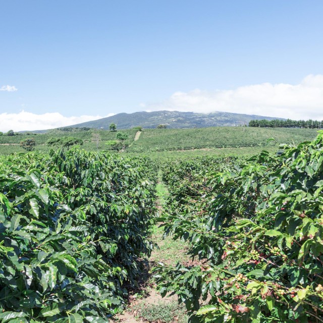 Exportfinanzierung: Großflächiger Kaffeeanbau