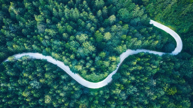 Eine Straße im Wald aus der Vogelperspektive