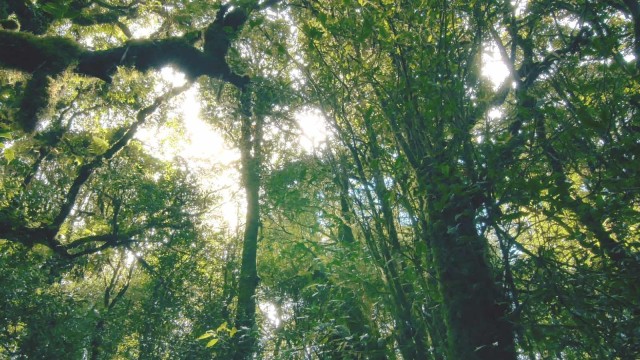 Wald mit Bäumen symbolisiert Klimaneutralität - die LBBW wird ab 2021 klimaneutral