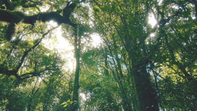 Wald mit großen Bäumen