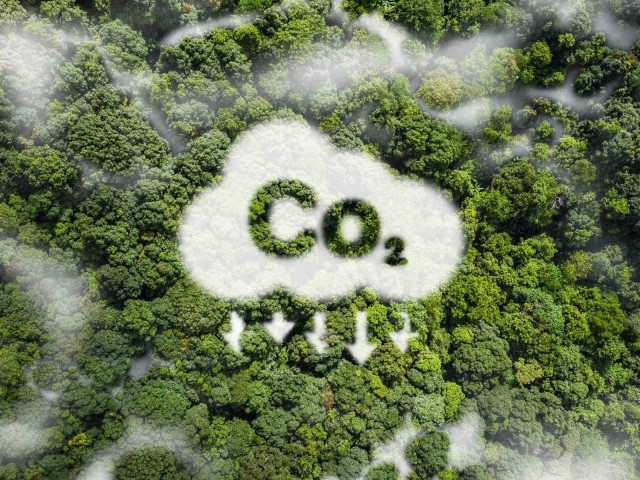 CO2 Emissionen Wolke Wald