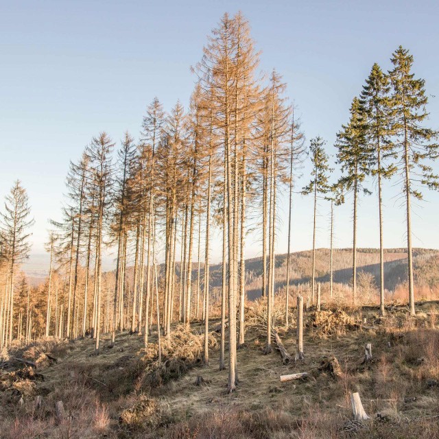 Trockene Tannen und Wälder durch Hitze und Extremwetter