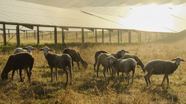 Eine Gruppe Schafe vor Solaranlage