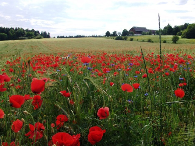 Wiese mit roten Blumen