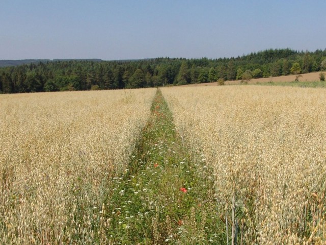 Streifenförmige Freiflächen mit Ackerwildkräutern