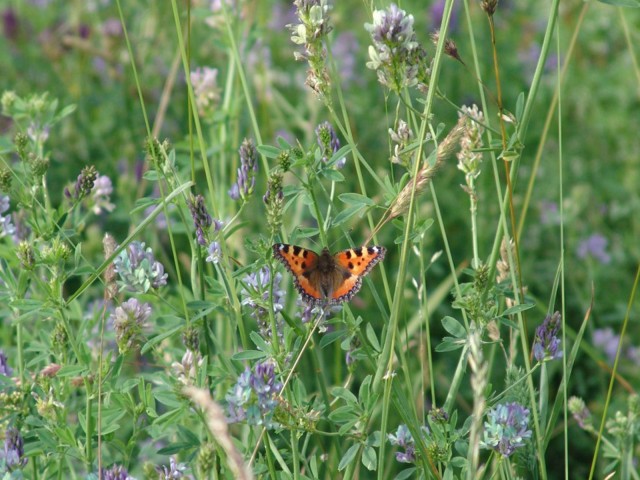 Schmetterling auf einem blühenden Ackerwildkraut