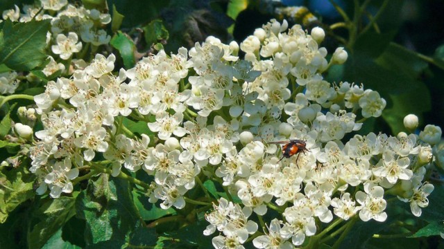 Elsbeere Blüten