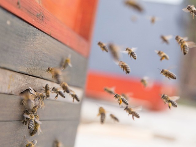 Bienen kehren in das Holzhaus zurück