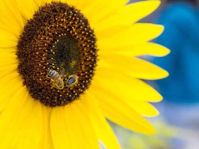 Biene auf einer Sonnenblume