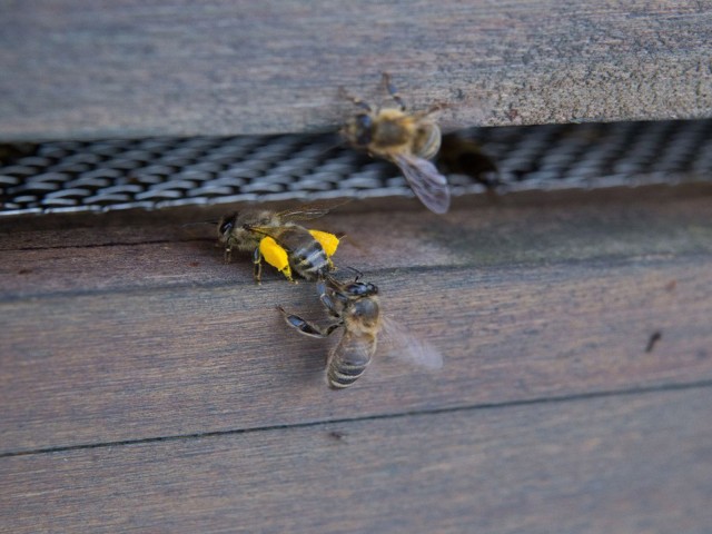 Bienen bewegen sich auf einem Holzstück