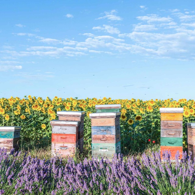 Bunte Bienenkästen vor Sonnenblumenfeld 
