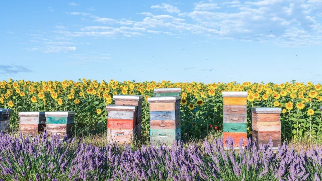 Bunte Bienenkästen vor Sonnenblumenfeld 