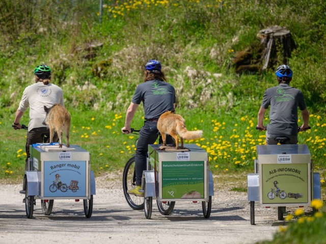 Vier Menschen fahren auf Lastenrädern in die Natur