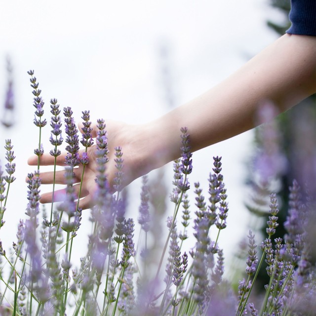 Hand streift durch blühende Lavendelpflanzen 