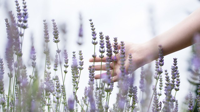 Hand streift durch blühende Lavendelpflanzen 