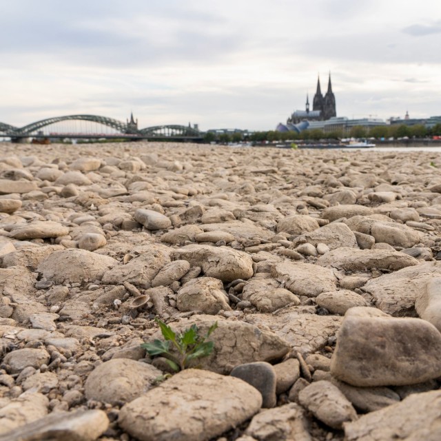 Das ausgetrocknete Flussbett des Rheins in Köln, Deutschland