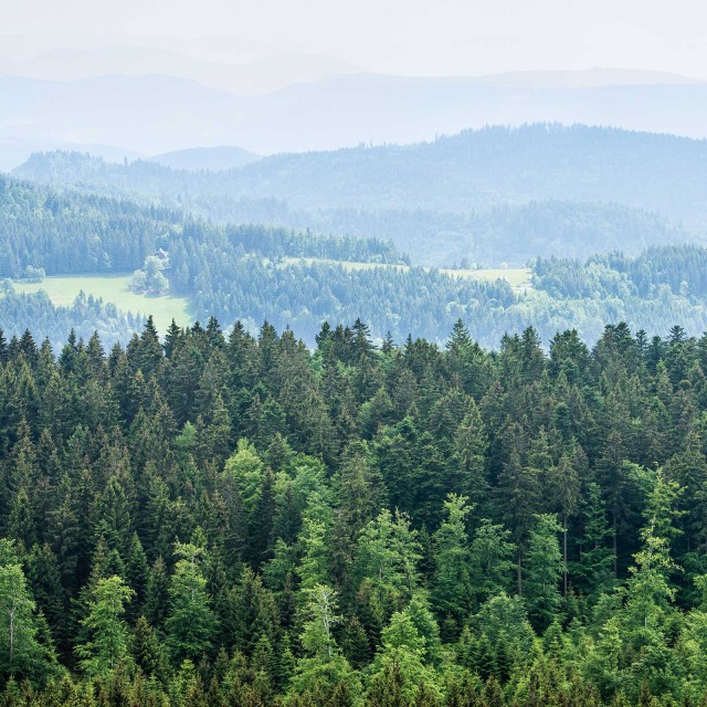 Blick von oben auf Waldlandschaft