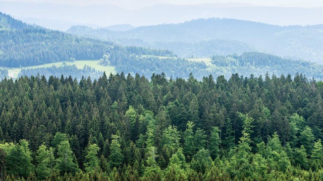 Blick von oben auf Waldlandschaft