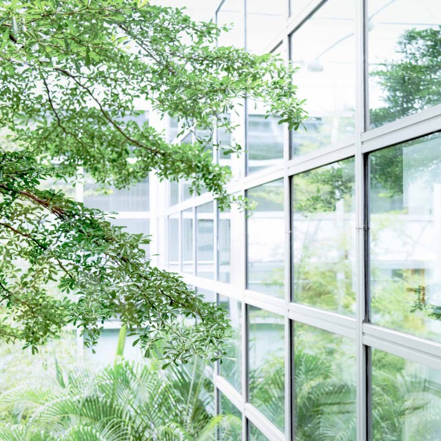 Baum, der sich in einer Glasfassade spiegelt 