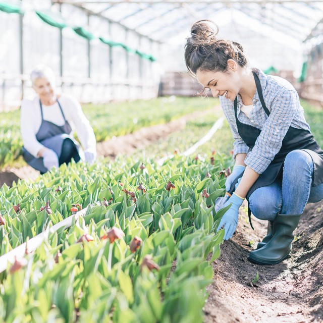 Two women work in the greenhouse 