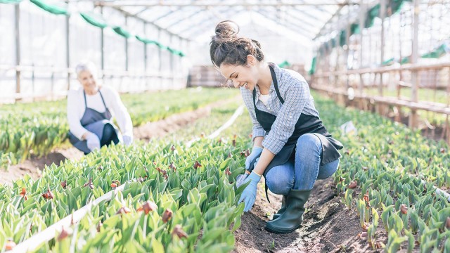 Two women work in the greenhouse 