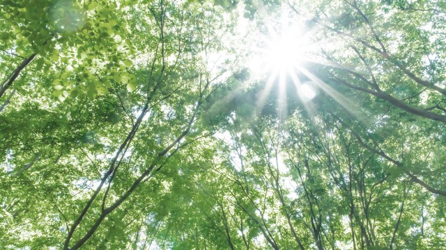 Lichtstrahl, der durch einen Laubwald scheint